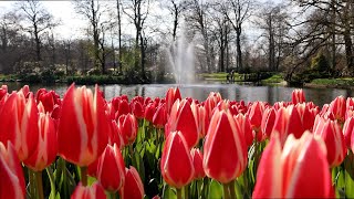 Keukenhof 2024  First Sunny day Colorful Tulips start to bloom under the sun  4K [upl. by Lakim]