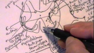 NEUROANATOMIA 20 MÉDULA ESPINAL CONFIGURACIÓN INTERNA [upl. by Hsiwhem318]