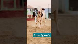 Asian queen cowvideo cow animals goat asia love music allah ho haka [upl. by Ipoillak]