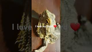 I love my beardie beardielove beardies beardeddragon petlover [upl. by Schlicher95]