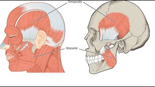 Two Minutes of Anatomy Temporalis Muscle [upl. by Sivad]