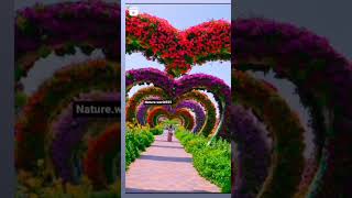 Natural Nature videosnature natural shortvideo viralvideo viralshorts super [upl. by Darryl]