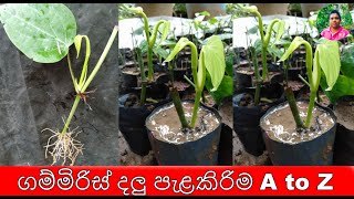 ගම්මිරිස් දලු පැළකිරිම A to Z Pepper vines Planting A to Z ගම්මිරිස් දලු පැලකිරිම gammiris [upl. by Odelinda]