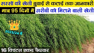 सरसों की खेती  Sarso ki kheti kaise karen 202324 me  Mustard farming  full video [upl. by Olleina]