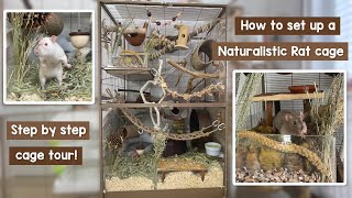 How to step up a Naturalistic Rat cage  Step by step [upl. by Allerbag914]