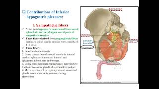 Lecture 4 Innervation Lymph nodes and Peritoneum of pelvis [upl. by Lancelot]