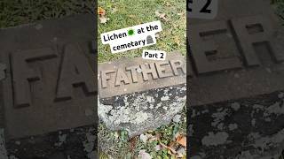 lichen cemetery gravestone graveyard lichenplanus fallvibes relaxing asmr nature autumn [upl. by Sandell]