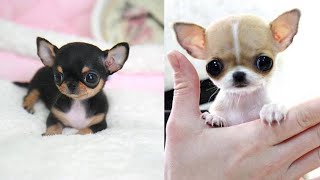 Most Adorable Teacup Chihuahua Compilation Video Ever [upl. by Jo321]