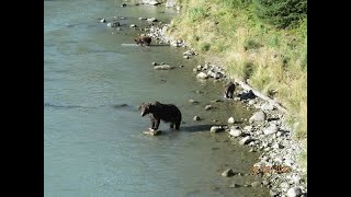 Chilkoot River GrizzliesMVI 7123 [upl. by Oicnevuj227]