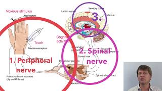 Ibuprofen indomethacin and naproxen NSAIDs COX 1 and 2 inhibitors [upl. by Beaumont]