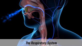 The Human Respiratory System Explained [upl. by Anitsyrhk]