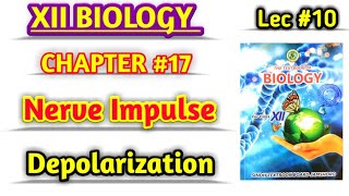 Depolarization Lec 10  Nervous coordination class 12 biology [upl. by Cynth]