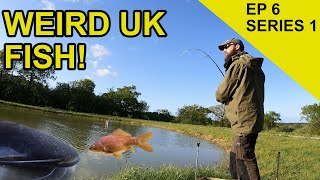 Big Catfish Orfe amp Goldfish Chasing Scales Species Hunt EPISODE 6 [upl. by Magnusson864]