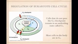 Regulation of Cell Cycle [upl. by Annairoc]