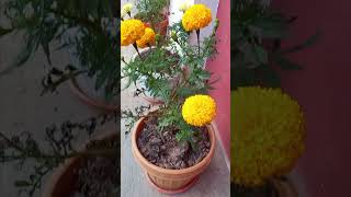 Outcome of pinching Marigold Flower [upl. by Atikan]