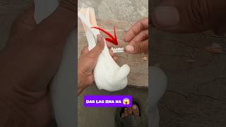 Dar Lag Rha ha 😱 pigeon Vs baaz shorts short viralvideo pigeon kabootar [upl. by Ykvir]