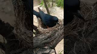 Black drongo bird babies P 22 short viralshorts [upl. by Yeffej]