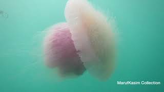 Pink Jellyfish quotPink Meaniequot in Indonesia [upl. by Nedyaj]