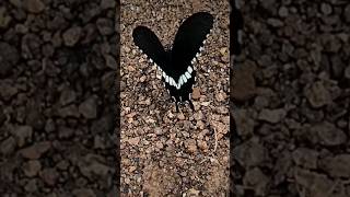 Fluttering Butterfly Slow Motion Video fluttering butterflyslowmotion video natureI A Wanderer [upl. by Ilehs]