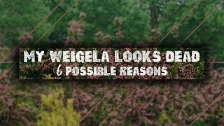 Weigela Looks Dead 6 Possible Reasons [upl. by Renny]