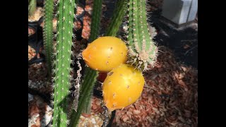 Florida Endemic Cactus video clips Cactus Island Nursery [upl. by Chaudoin335]