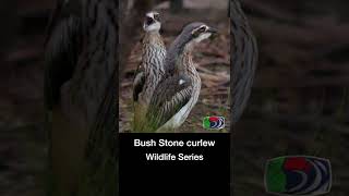 Bush Stonecurlews weird call shorts [upl. by Dorene]