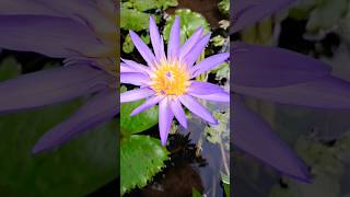 🪷 AmbalNymphaea StellataBlue Lotus Water Lily [upl. by Hylan52]