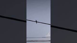 طائر الورور merops apiaster bee eater sound [upl. by Gaspar]