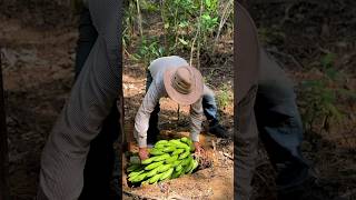 Enterrando una cabeza de guineo seda en la tierra campesinos campo [upl. by Neeoma]