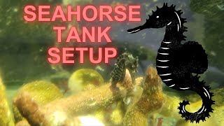 Sea Horse Tank Setup [upl. by Normac]