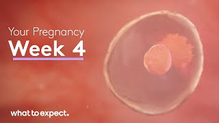 4 Weeks Pregnant  What to Expect [upl. by Htinek314]