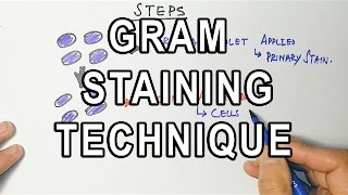 Gram Staining  Mechanism amp Procedure [upl. by Eelan]