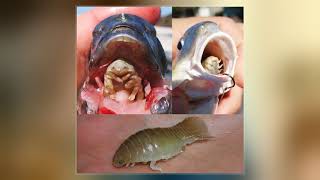 Cymothoa Exigua [upl. by Loss533]