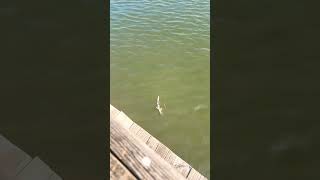 Bonnethead Shark caught in Charleston [upl. by Yonita787]