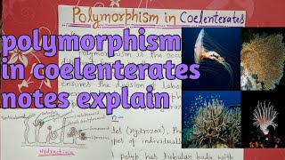 polymorphism in coelenterata or hydrozoa  notes explain [upl. by Brogle]