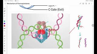 Mechanism of Fluoroquinolones [upl. by Himelman523]