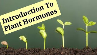 Introduction To Plant Hormones  Phytohormones   Lec 8  Plant Physiology [upl. by Asle374]