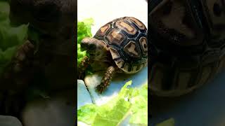 Hungry little Tortoise reptile tortoise animal pets cute turtle cookiemonster yummy [upl. by Ynavoeg]