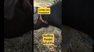 lumpy jaws treatment in Heifer buffalo  Actinomycosis [upl. by Gnex]