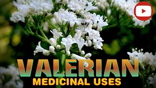 Valerian  A MEDICINAL POWERHOUSE Valeriana officinalis IDENTIFICATION amp USES [upl. by Laurent778]