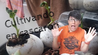 Como ELIMINAR CARACOLES y BABOSAS del Jardín y Huerto Urbano 🐌 Métodos Caseros y 100 Ecológicos [upl. by Mitchel641]