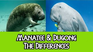 Manatee amp Dugong  The Differences [upl. by Attenhoj822]