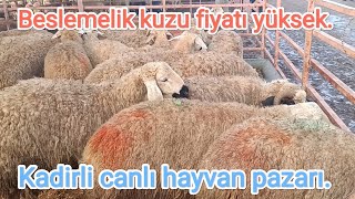 Kadirli canlı hayvan pazarı kuzu fiyatları yüksek 18012024 [upl. by Teagan]