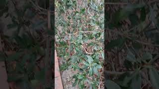 Rhaphiolepis indica var umbellata åŽšè‘‰çŸ³æ–‘æœ¨ VID20241123153731 [upl. by Ardie]