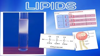 Lipids Quiz 1 AS Cambridge Biology Revision [upl. by Onirefez72]