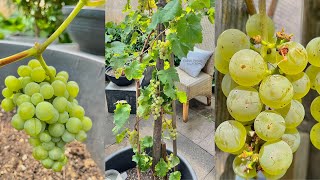 How to Grow Grapes in Containers Bear more Fruit [upl. by Haraz194]