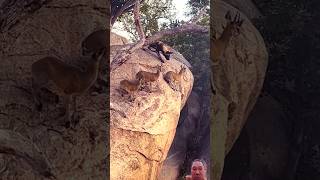 Wild dog hunt antelope on a cliff  wilddoghunt antelopechase wildlifeencounter animalbattle [upl. by Nadoj]