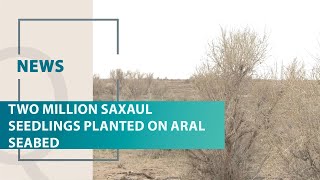 Two million saxaul seedlings planted on Aral seabed Qazaq TV News [upl. by Anelac802]