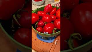 Too Many Tomatoes Time to Make Salsa 🍅 shorts [upl. by Aciraj]