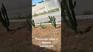 Plantando cacto o famoso mandacaru [upl. by Bucella]